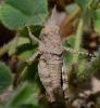 Oedipoda sp.